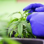 Les fleurs de CBD : un allié santé naturel