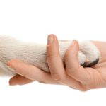 Animaux âgés et maladies chroniques : quelle mutuelle choisir pour une couverture optimale ?
