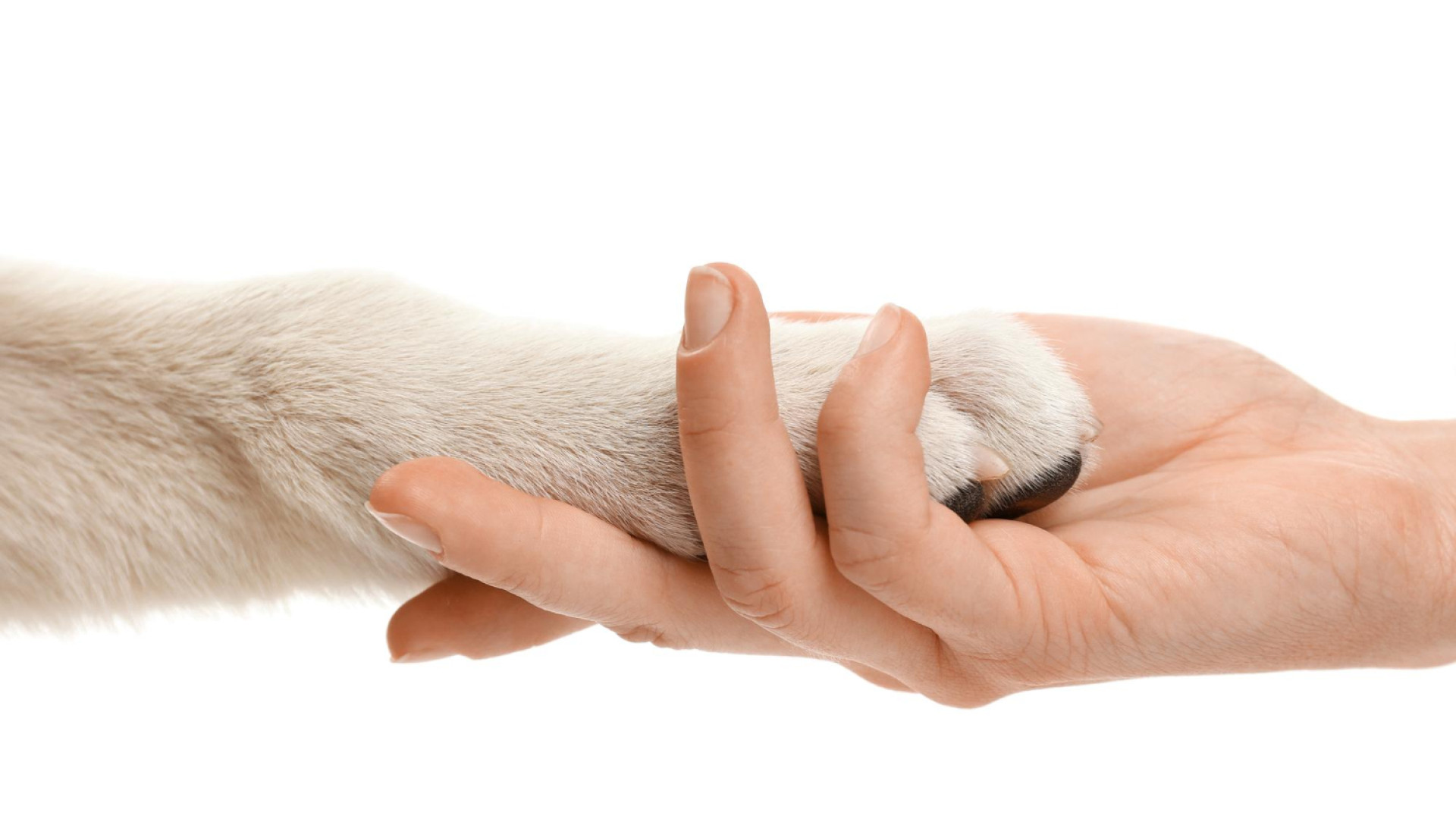 Animaux âgés et maladies chroniques : quelle mutuelle choisir pour une couverture optimale ?